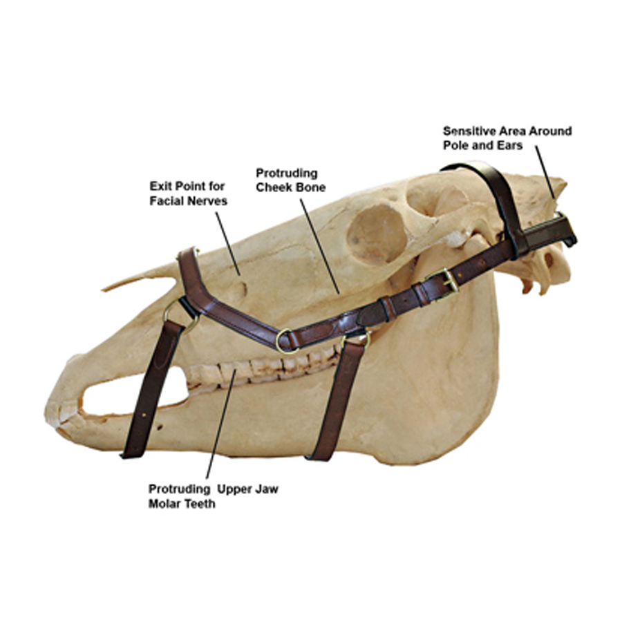 RAMBO MICKLEM ORIGINAL COMPETITION BRIDLE Strömsbergsgård